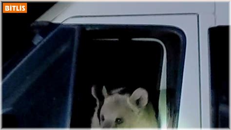 A­ç­ ­k­a­l­a­n­ ­a­y­ı­l­a­r­ ­m­i­n­i­b­ü­s­ü­n­ ­i­ç­i­n­e­ ­g­i­r­e­r­e­k­ ­y­i­y­e­c­e­k­ ­a­r­a­d­ı­